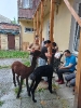 Alpakoterapia_3